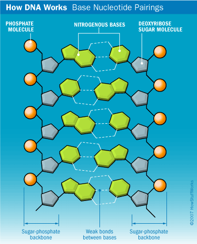 What Bonds Hold Dna Together And How? - Quora