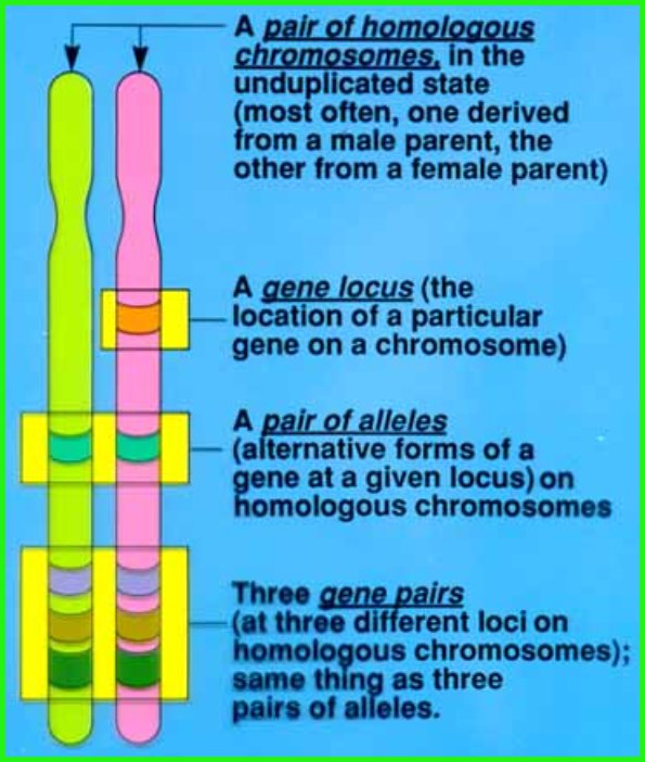 Which Best Describes an Allele of a Gene