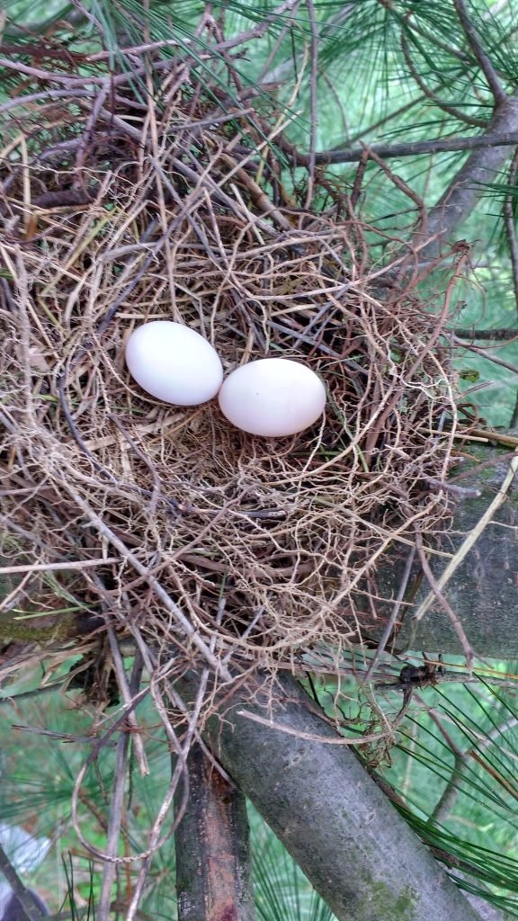 Mourning Dove Eggs Hatch