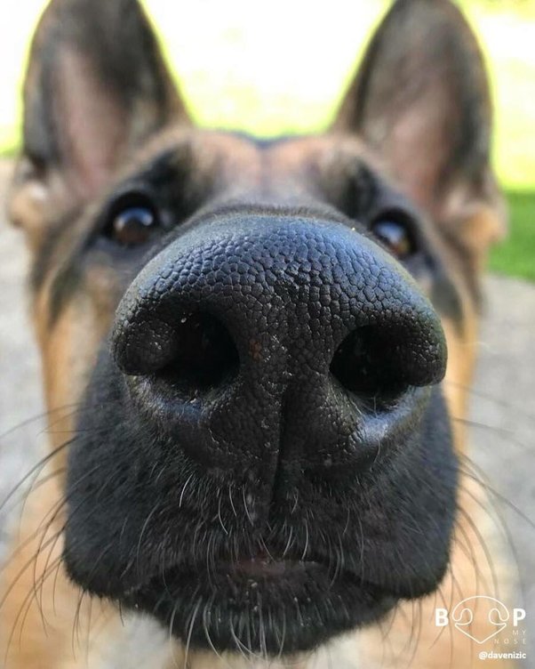 Can Dogs Smell Underwater