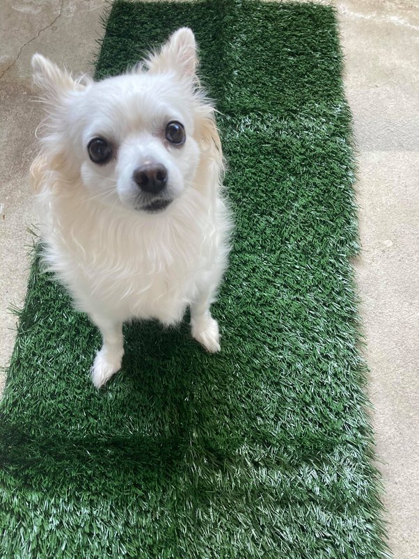 How Long Should I Take My Puppy For A Walk