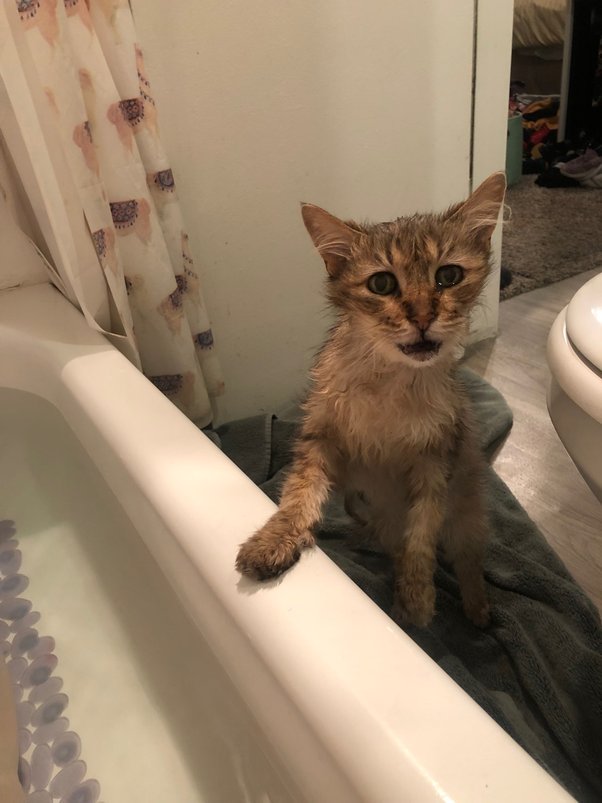 What is your favorite picture of your own cat? Quora