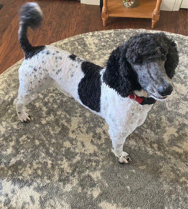 Are Standard Poodles Good With Children