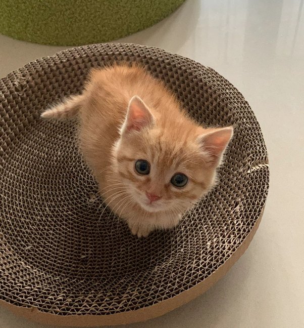 What is your favorite picture of your own cat? Quora