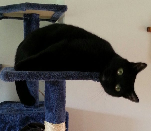 How do people transition an indoor cat to outside? Quora