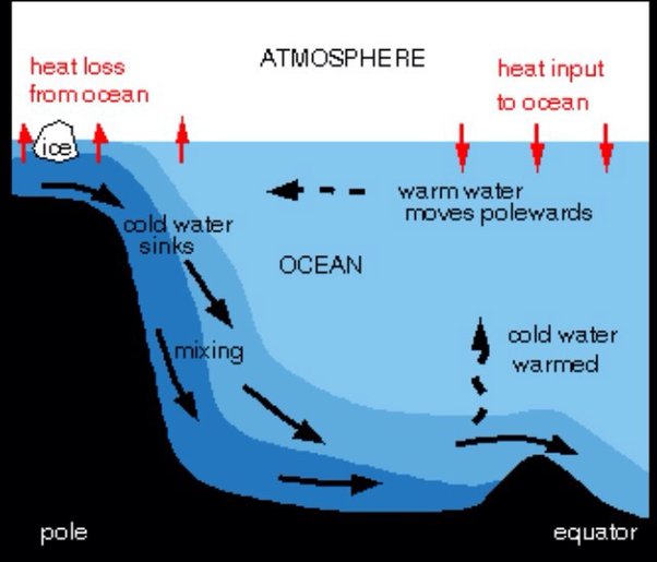 What is the role of the brain in temperature regulation? Quora