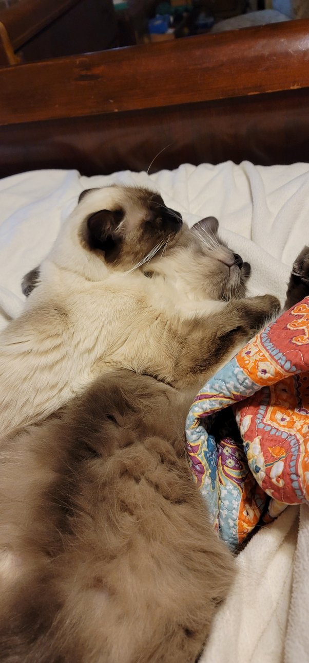 Is it true that a cat needs another cat to keep company? Quora