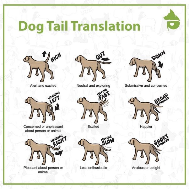 What causes the tip of a dog's tail to be bald? Quora