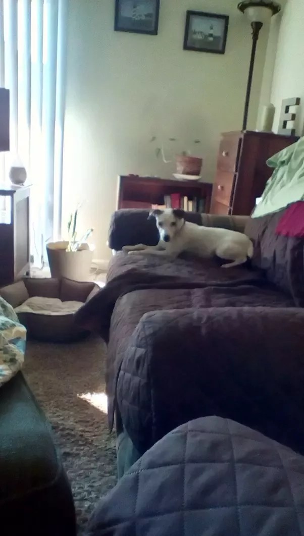 Why Is My Dog Scared Of Her Food