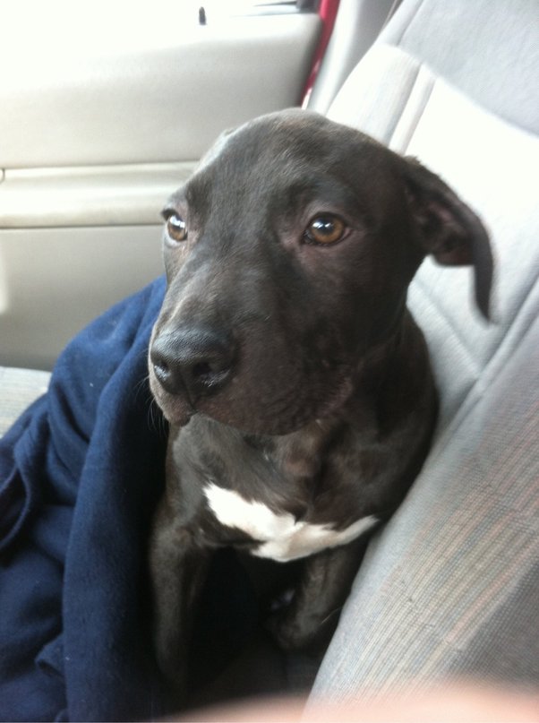 How Do You Show Your Dog Youre The Alpha