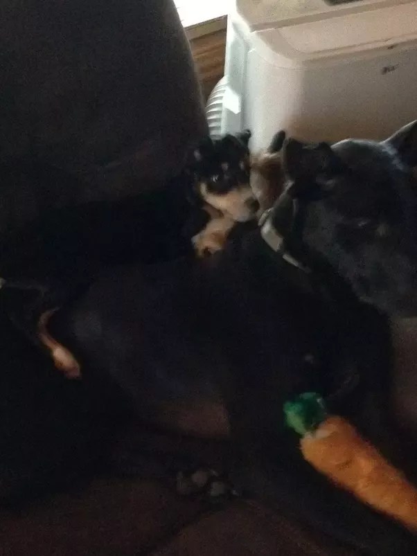 Can A Dog Die From Loneliness