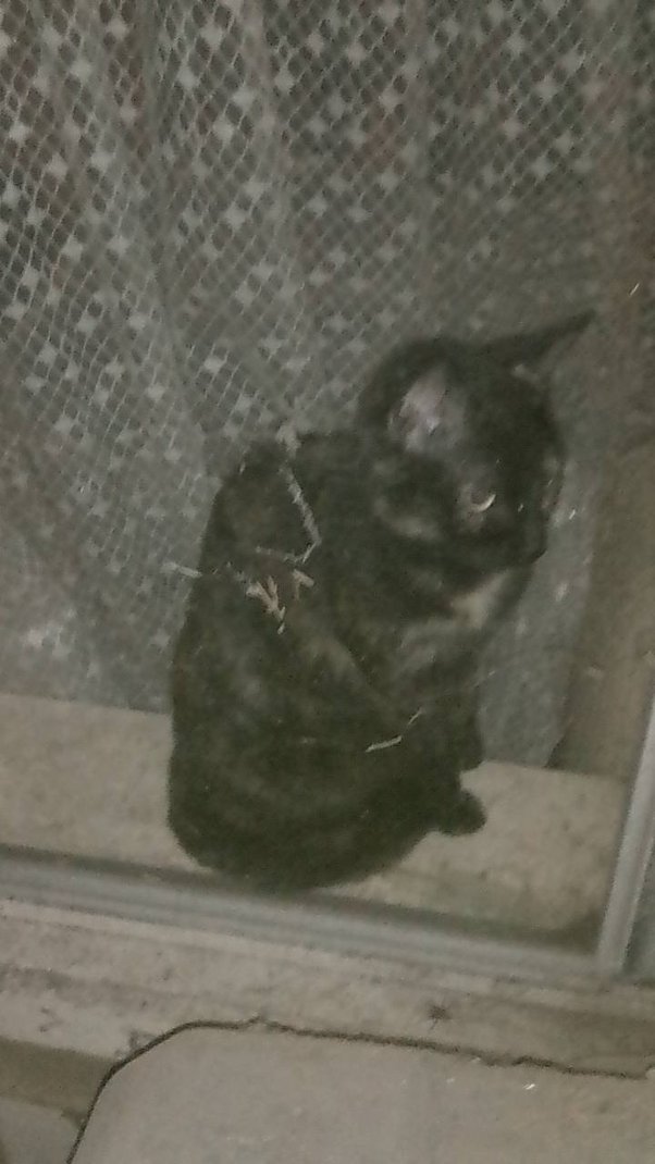 What is the best way to keep a Bengal cat amused indoors for hours on