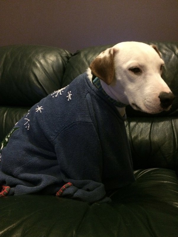 Does Neutering A Dog Affect Muscle Growth