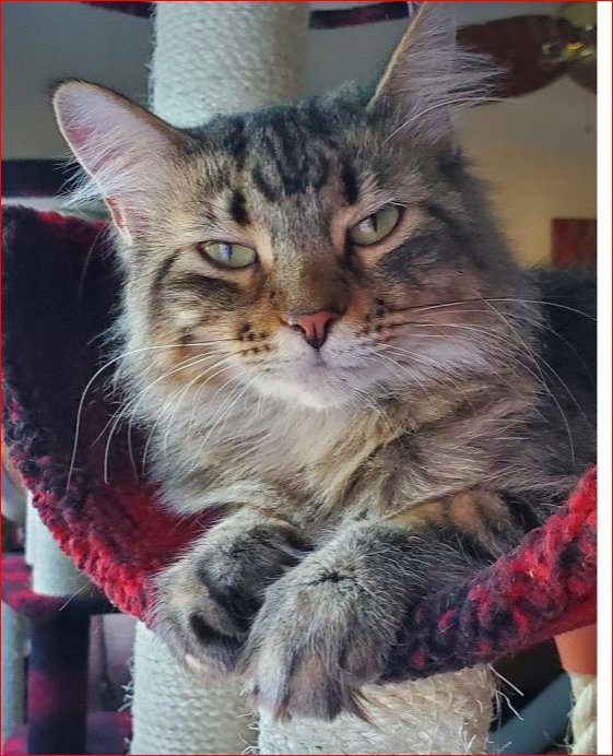 What Does It Mean When A Dog Nudges You