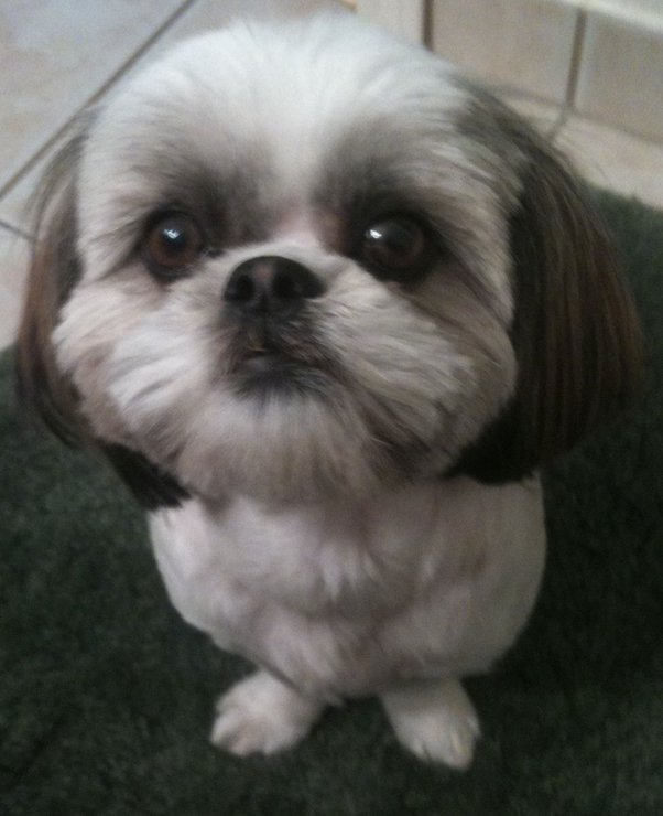 Are Shih Tzus Aggressive To Other Dogs