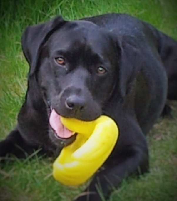 What Does It Mean When Your Dog Rubs Up Against You