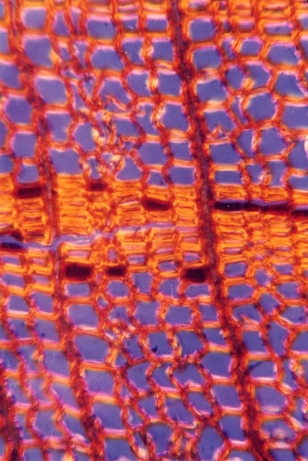 What is the density of pine, oak or cedar? Is it true that denser woods