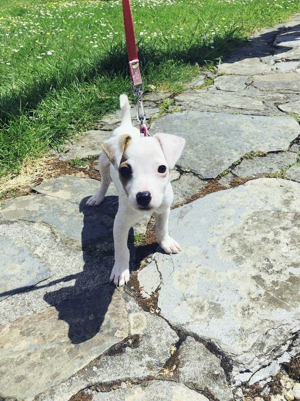 Why Do Jack Russells Stare At You