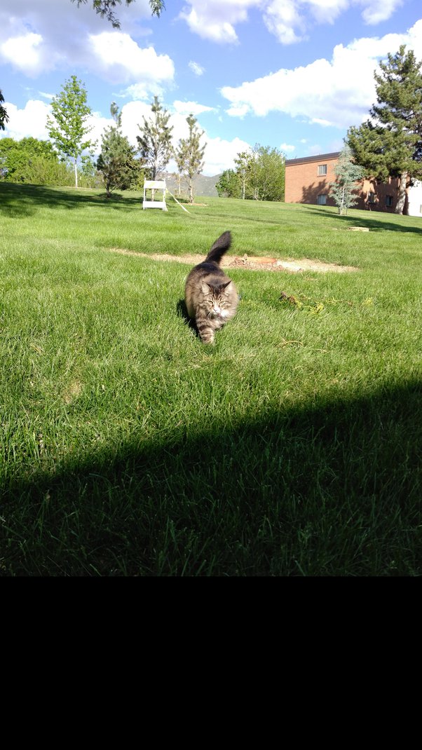 How to condition a cat to be quiet Quora