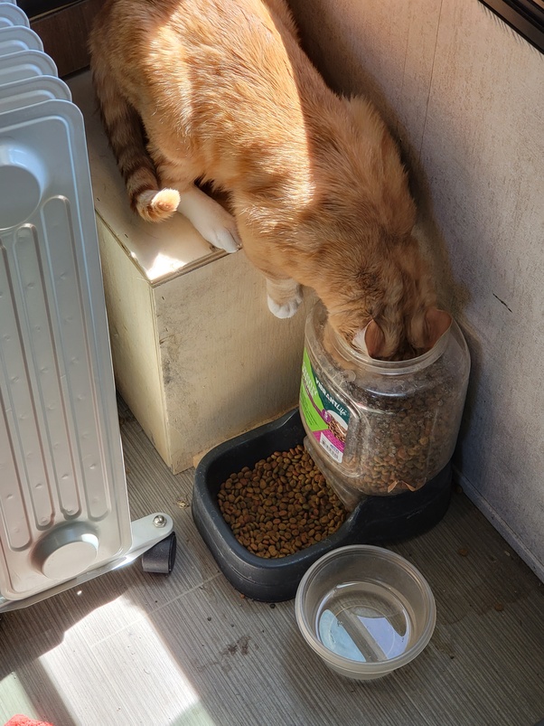 What do I do with an unwanted house cat nobody wants to buy or take