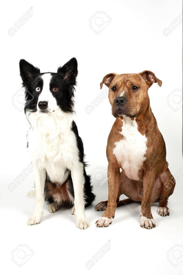 Are Border Collies Good Emotional Support Dogs