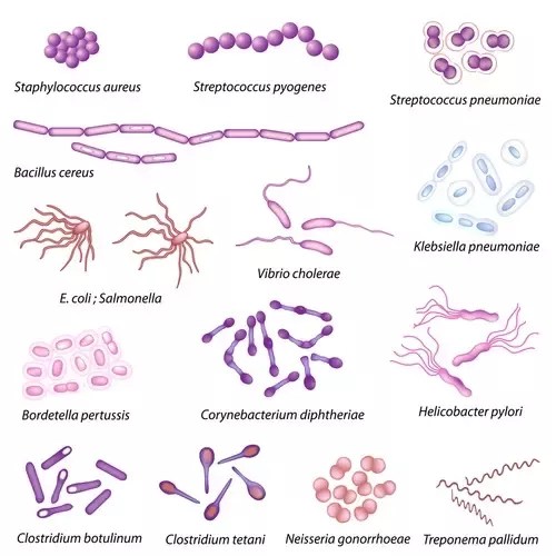 What Are Some Of The Diverse Characteristics Of Prokaryotes? - Quora