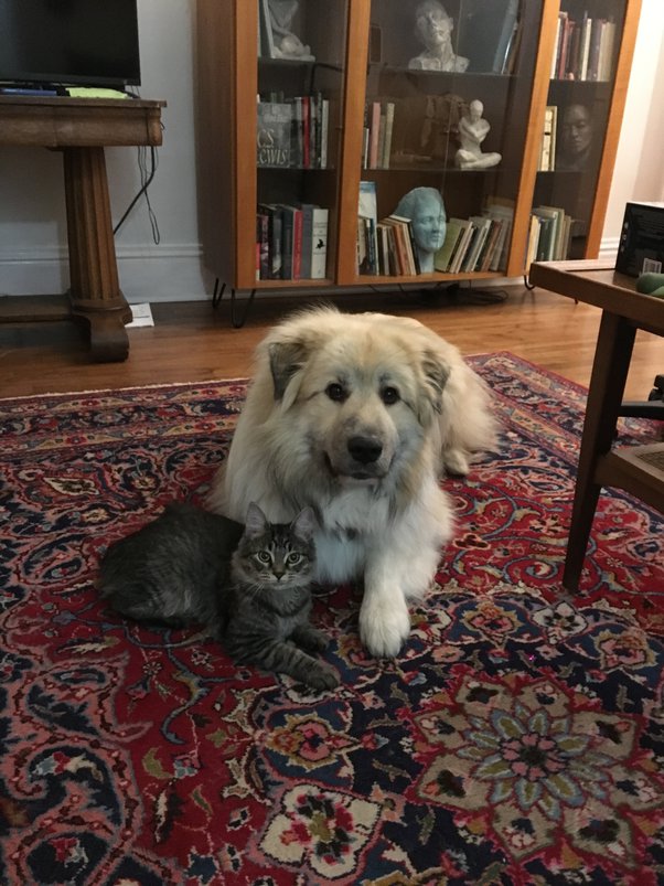 Is it better to have a cat or a dog if you live in an apartment? Quora