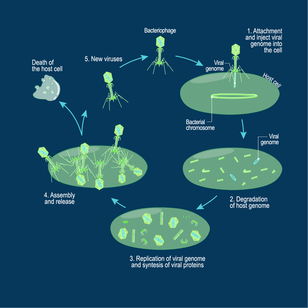What Is A Lytic Or Lysogenic Virus? - Quora
