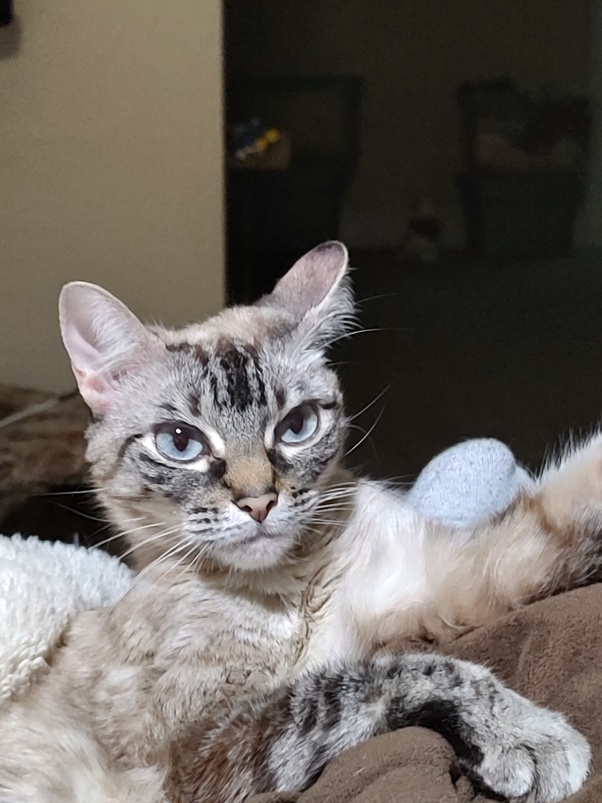 Less Shedding Cat Breeds