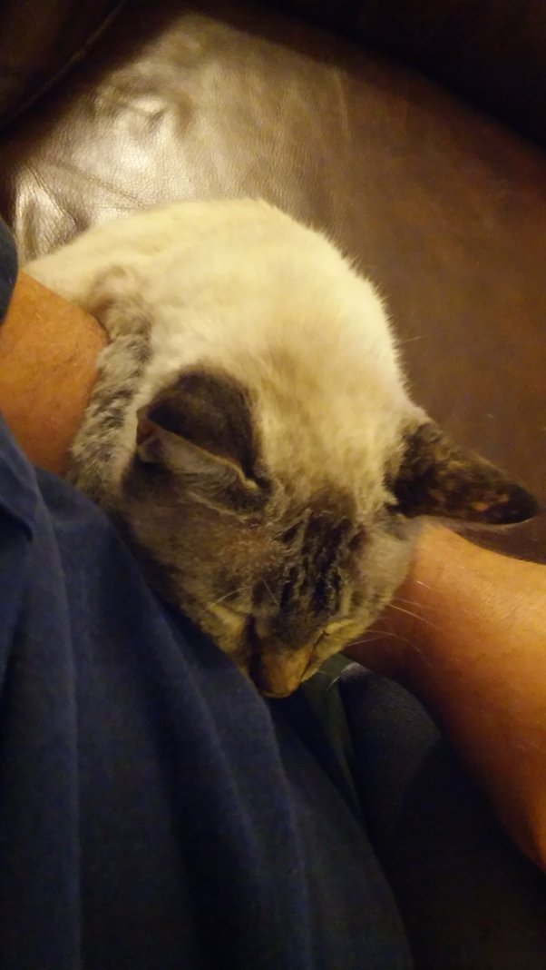 Why does my new 8week old boy cat randomly meows while Im cuddling