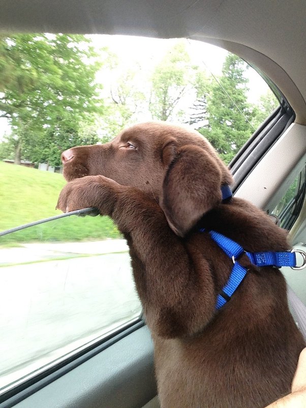 Why Do Dogs Go Crazy When You Blow On Them