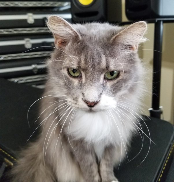 How to determine if a cat is blind Quora