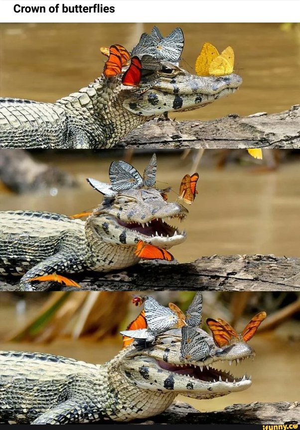 Is there a meaning behind a butterfly landing on you? Quora