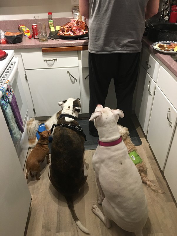 How Long Does It Take Puppies To Get Used To A New Home