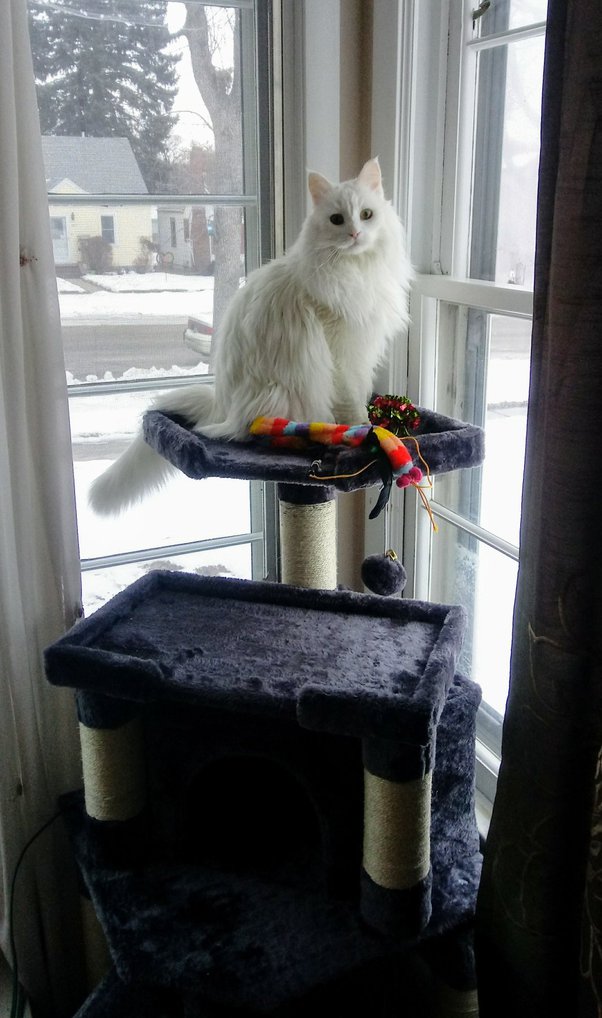 How to stop my cat from climbing up the jackets I have hung on the back