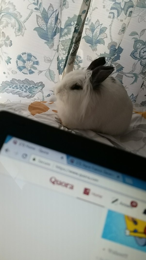 Does Walmart Allow Emotional Support Dogs