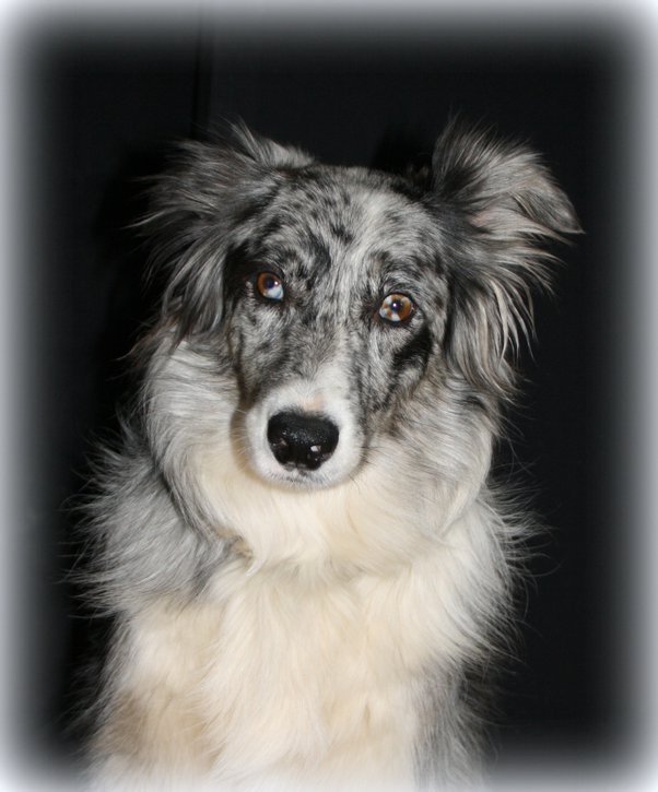 How Do I Dispose Of A Dead Dog