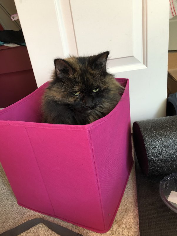 Why do cats like plastic? Quora