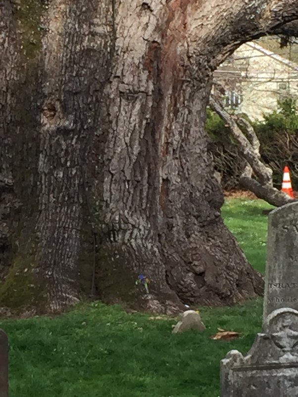 How do trees make you feel? Quora