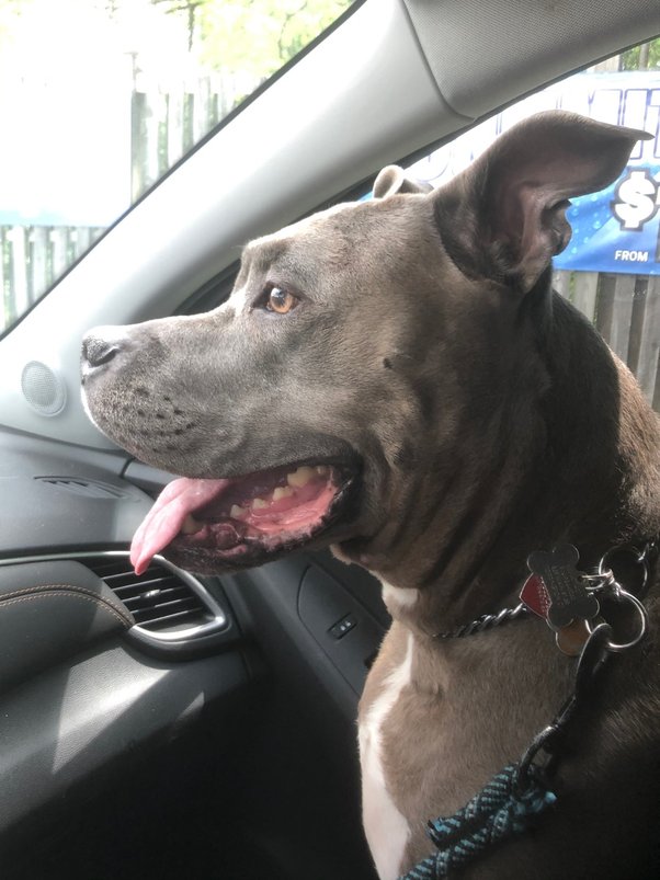 Can You Leave A Dog In A Car In California