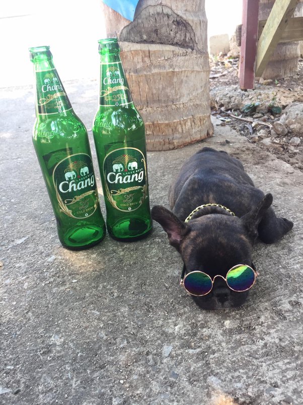 Can you crate train two puppies together? Quora