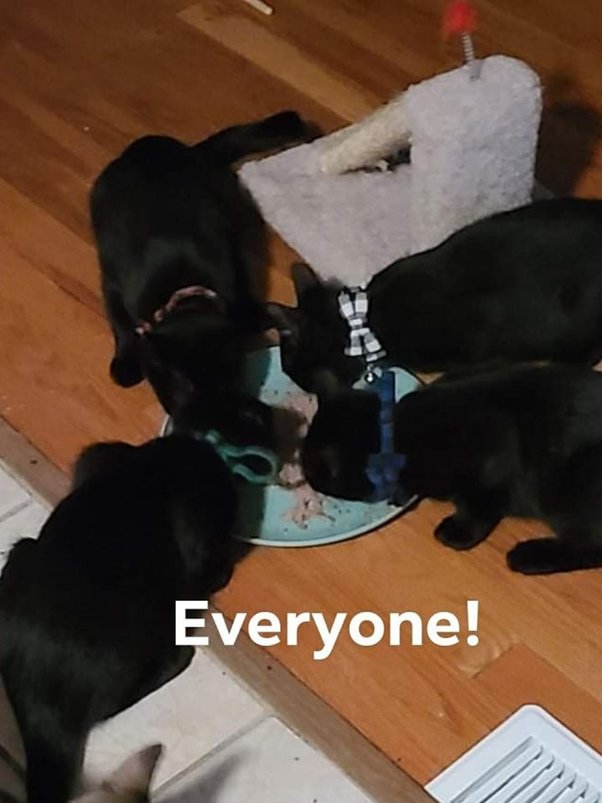 How much does it cost to adopt a kitten from Petsmart? What is the best