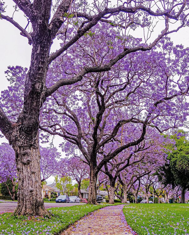 Why do some trees have no leaves in spring? Quora