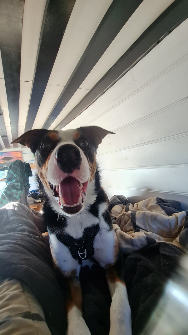 Why Do Homeless People Choose To Have Dogs As Companions?