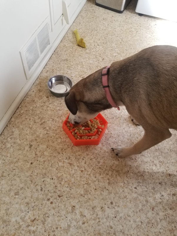 What Happens If My Dog Eats Spoiled Food