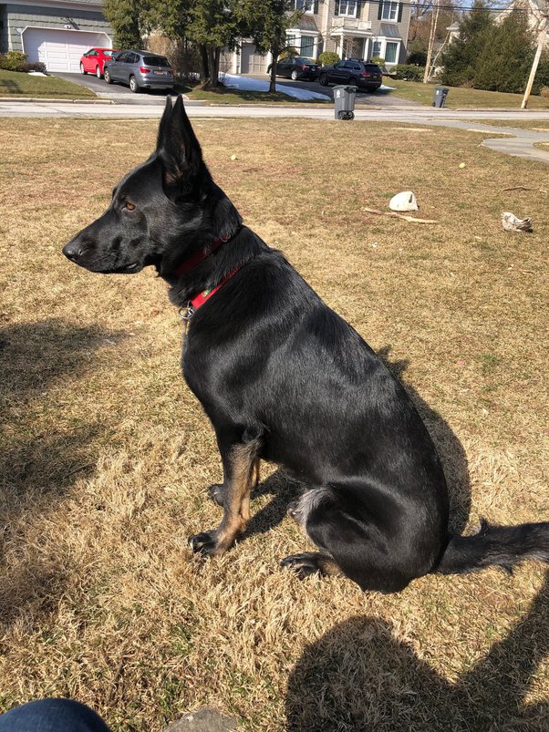 Why Does My Papillon Shed So Much