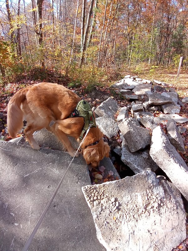 Does Bone Marrow Give Dogs Diarrhea