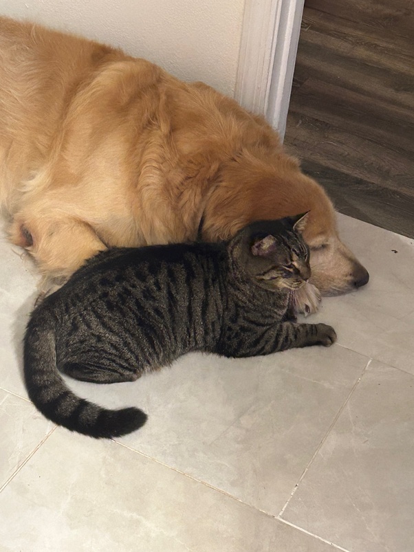 Are Domesticated Cats Better Hunters Than Dogs