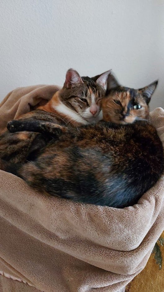 Is it worth it to get a cat? Quora