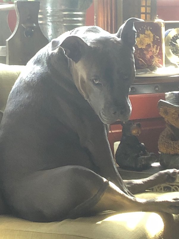 Can you add milk to water for puppies? Quora